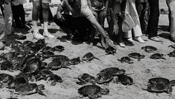 Employees protect sea turtle hatchlings at "turtle watch"